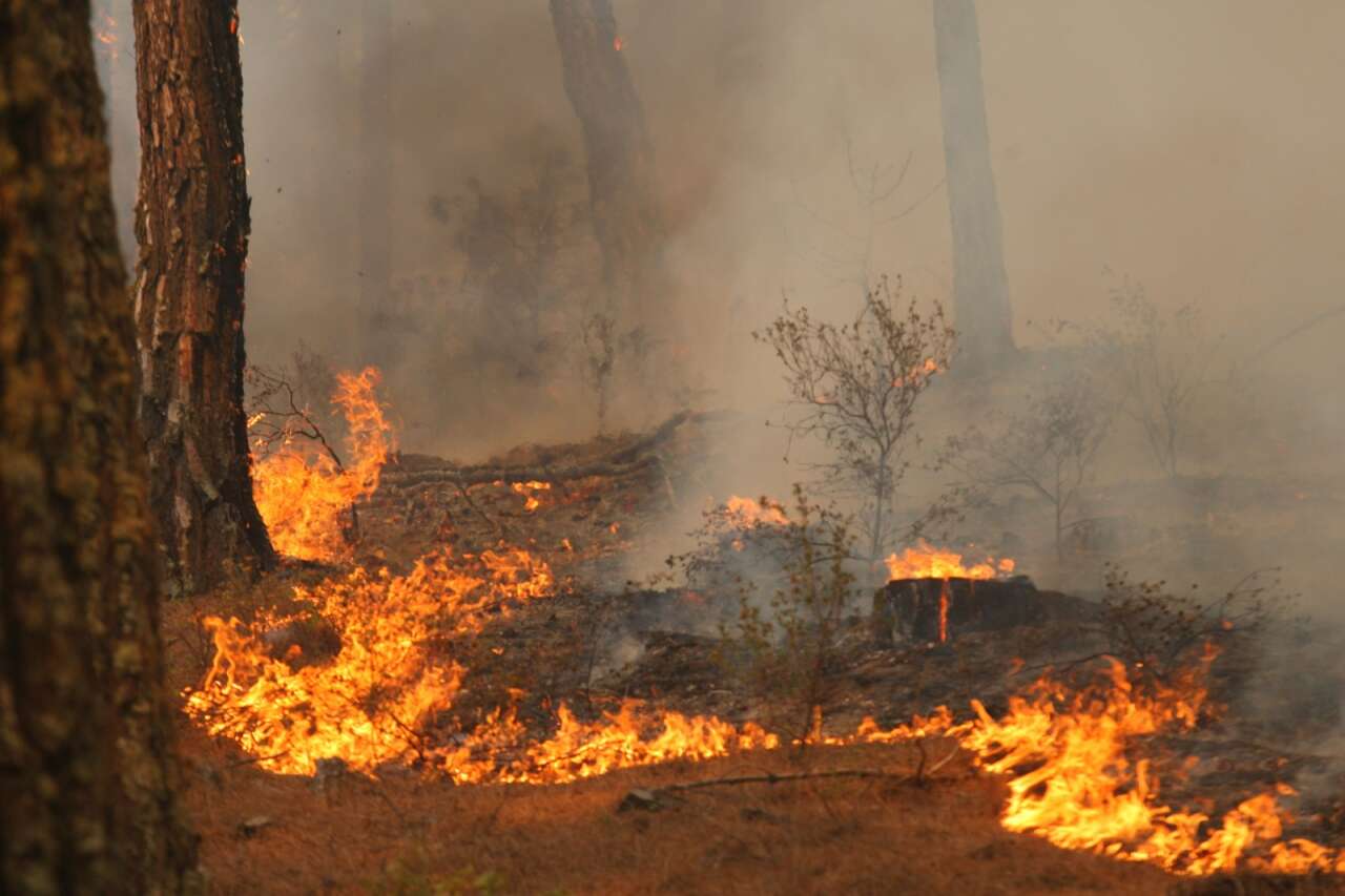 Muğla’da Orman Yangınlarının Acı Tablosu: 3 Yılda Yaklaşık 6 Bin Hektar Alan Kül Oldu 1